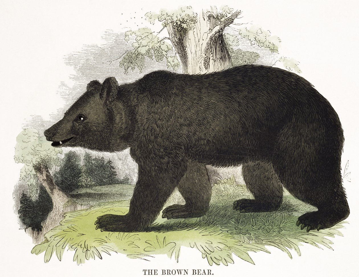 The Brown Bear, koulutuskuvituspubi. Kristillisen tiedon edistämisyhdistys, 1843 (akvatinta) tekijältä Josiah Wood Whymper
