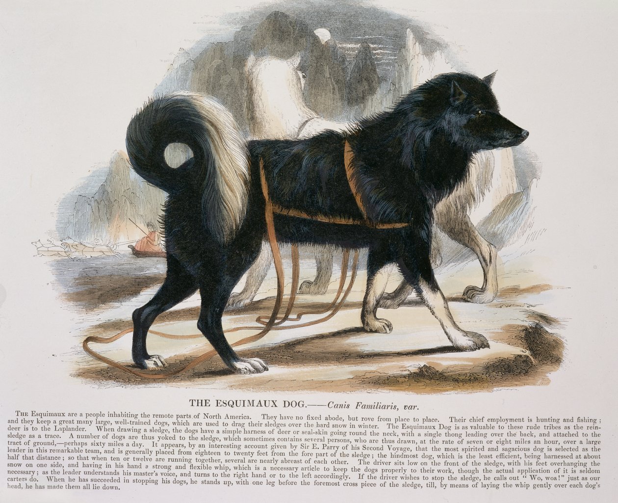 Esquimaux Dog (Canis familiaris) opetuskuvituspubi. Kristillisen tiedon edistämisyhdistys, 1843 (akvatinta) tekijältä Josiah Wood Whymper