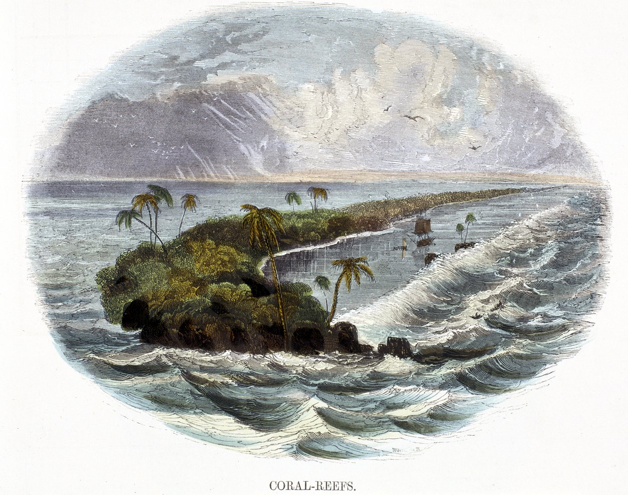 Koralliriutat, luonnonilmiöistä, 1849 tekijältä Josiah Wood Whymper