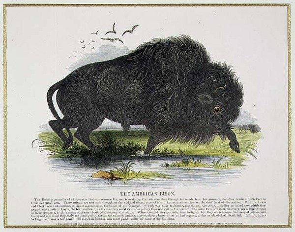 The American Bison, opettavainen kuvituspubi. Kristillisen tiedon edistämisyhdistyksen toimesta tekijältä Josiah Wood Whymper