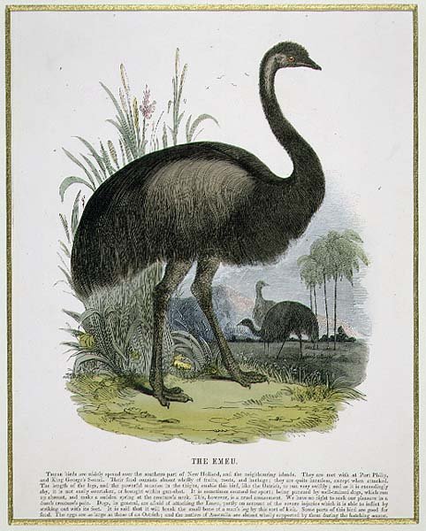 Emu, opettavainen kuvituspubi. Kristillisen tiedon edistämisyhdistyksen toimesta tekijältä Josiah Wood Whymper