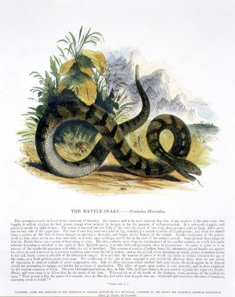 Rattle-Snake (Crotalus horridus) opetuskuvituspubi. Kristillisen tiedon edistämisyhdistyksen toimesta tekijältä Josiah Wood Whymper