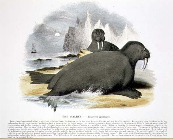 Mursun (Trichecus rosmarus) opetuskuvituspubi. Kristillisen tiedon edistämisyhdistyksen toimesta tekijältä Josiah Wood Whymper