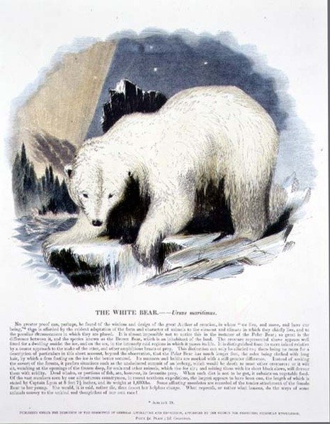 Valkoinen karhu (Ursus maritimus) koulutuskuvituspubi. Kristillisen tiedon edistämisyhdistyksen toimesta tekijältä Josiah Wood Whymper