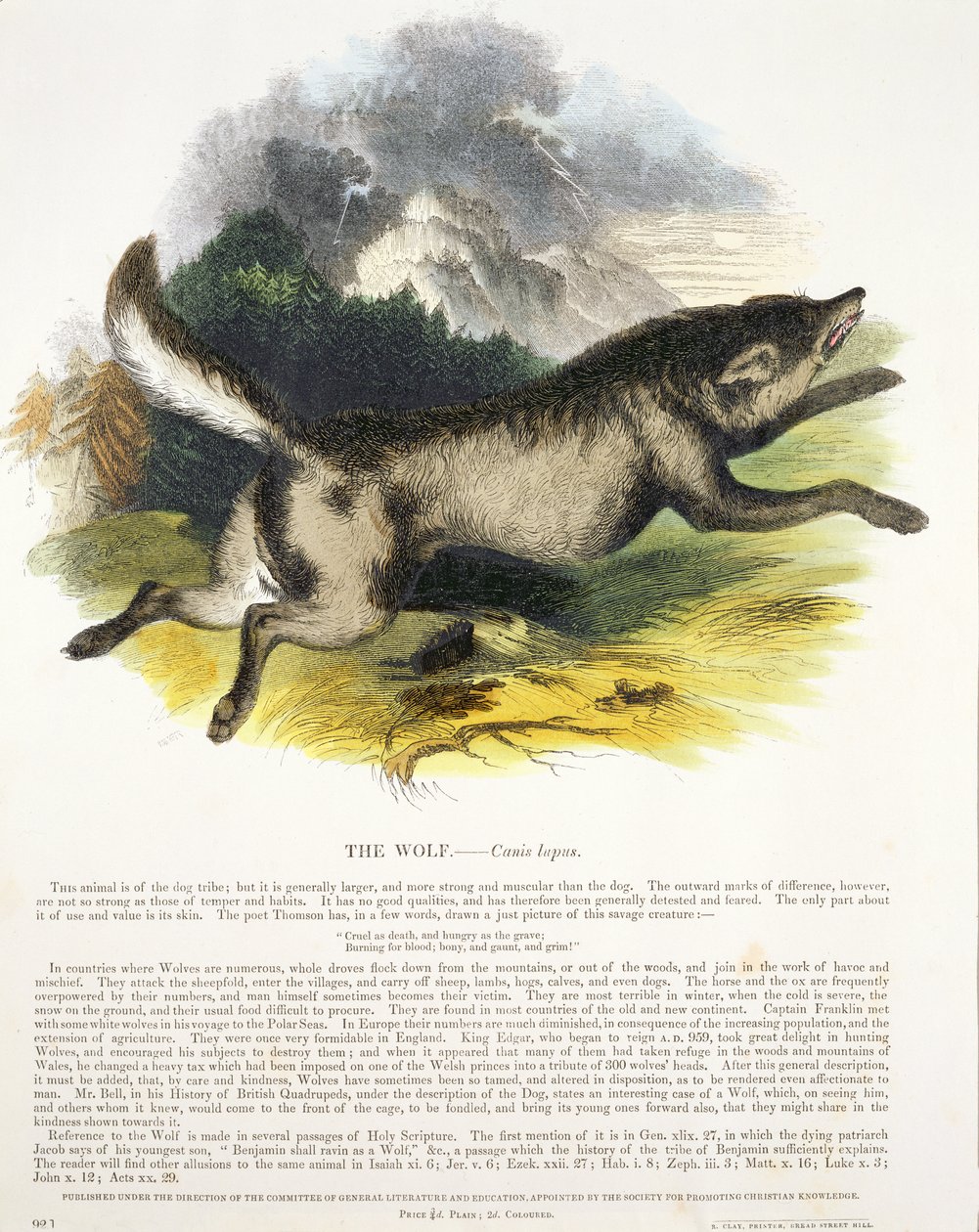 Wolf (Canis lupus) opetuskuvituspubi. Kristillisen tiedon edistämisyhdistys, 1843 (akvatinta) tekijältä Josiah Wood Whymper