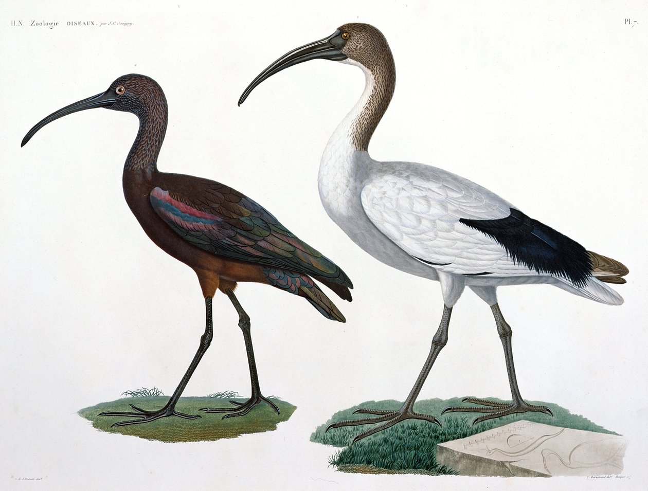 Ibises, 