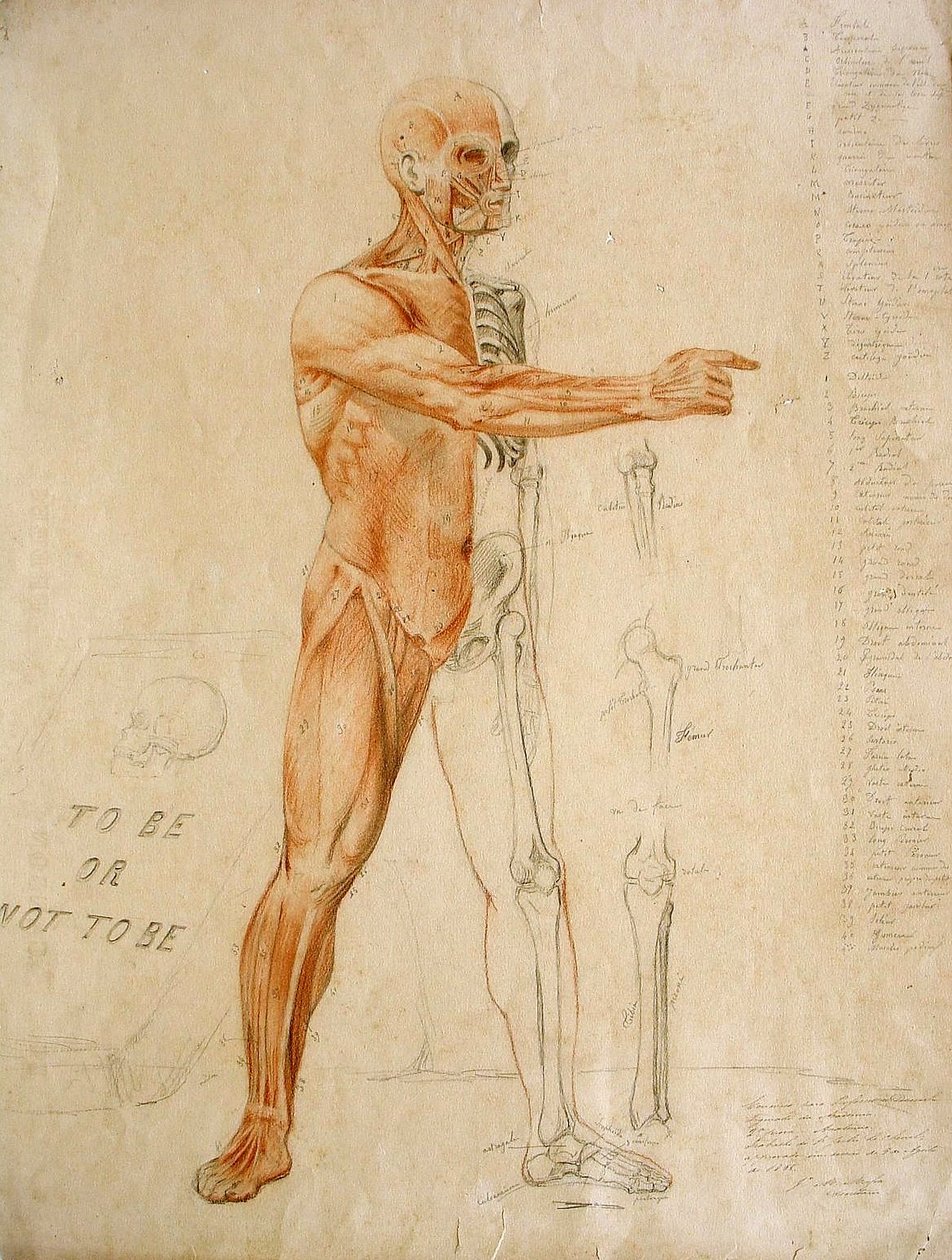 Desenho anatômico tekijältä Jules Le Chevrel