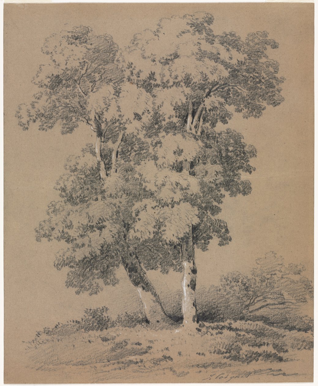 Puututkimus, 1800-luku. tekijältä Jules Coignet