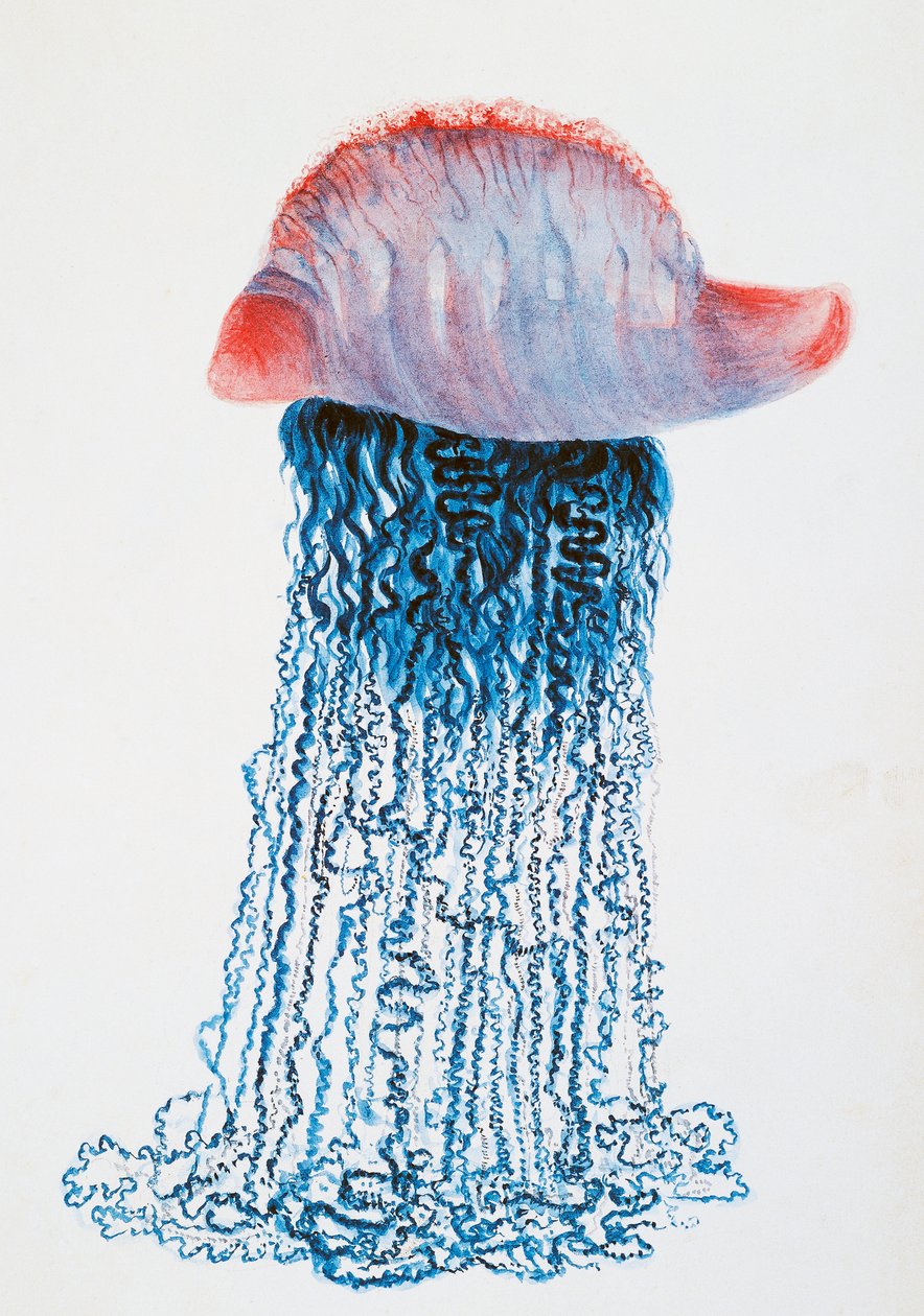 Medusa (Physalis pelagic), Brasilia, piirustus Jules Louis Lejeun (1804-1851), Duperreyn matkasta maailman ympäri, Louis Isidore Duperrey (1786-1865), Ranska tekijältä Jules Louis Lejeun