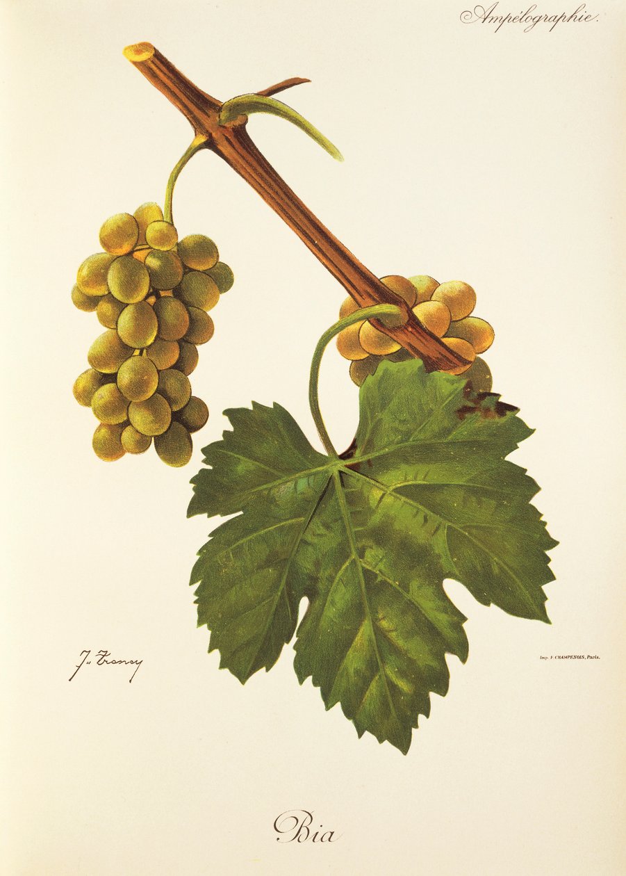 Bia grape, J. Troncy tekijältä Jules Troncy