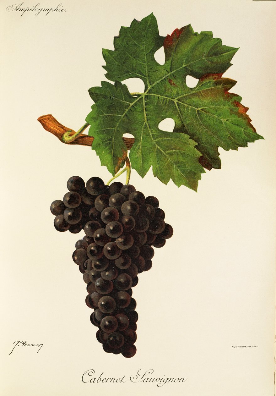 Cabernet Sauvignon -rypäle, kirjoittanut J. Troncy tekijältä Jules Troncy