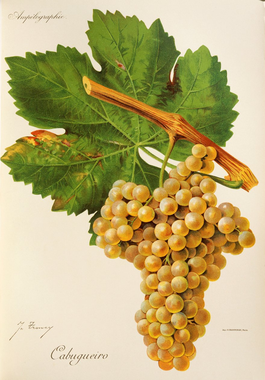 Cabugueiro-rypäle, J. Troncy tekijältä Jules Troncy