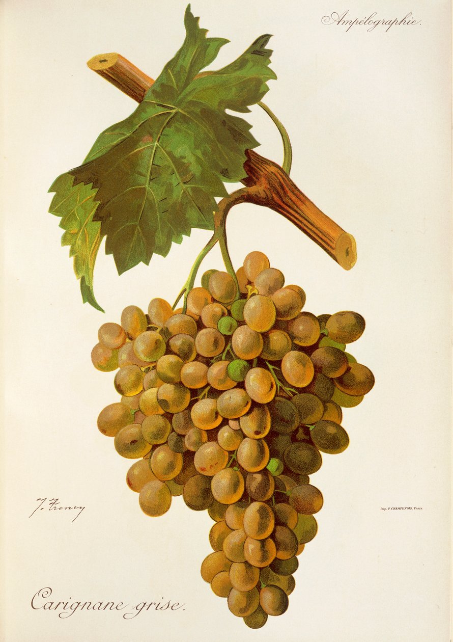 Carignane Grise -rypäle, kirjoittanut J. Troncy tekijältä Jules Troncy