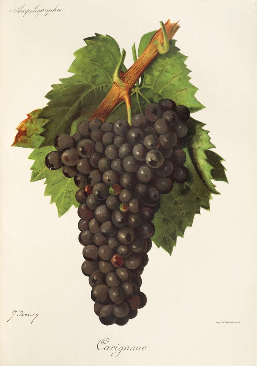 Carignane-rypäle, kirjoittanut J. Troncy tekijältä Jules Troncy