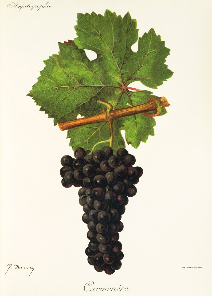 Carmenere-rypäle, kirjoittanut J. Troncy tekijältä Jules Troncy