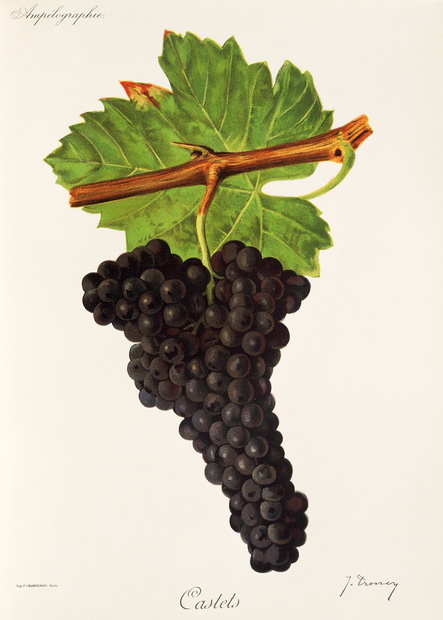 J. Troncy: Castets grape tekijältä Jules Troncy