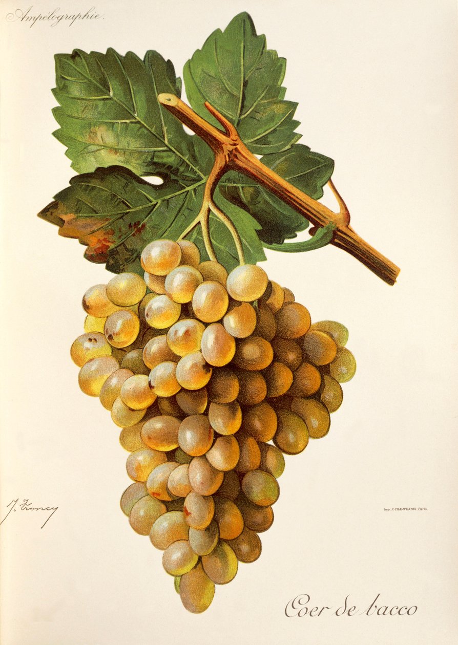 Coeur de Bacco -rypäle, Traite General de Viticulturesta. Ampelografia tekijältä Jules Troncy