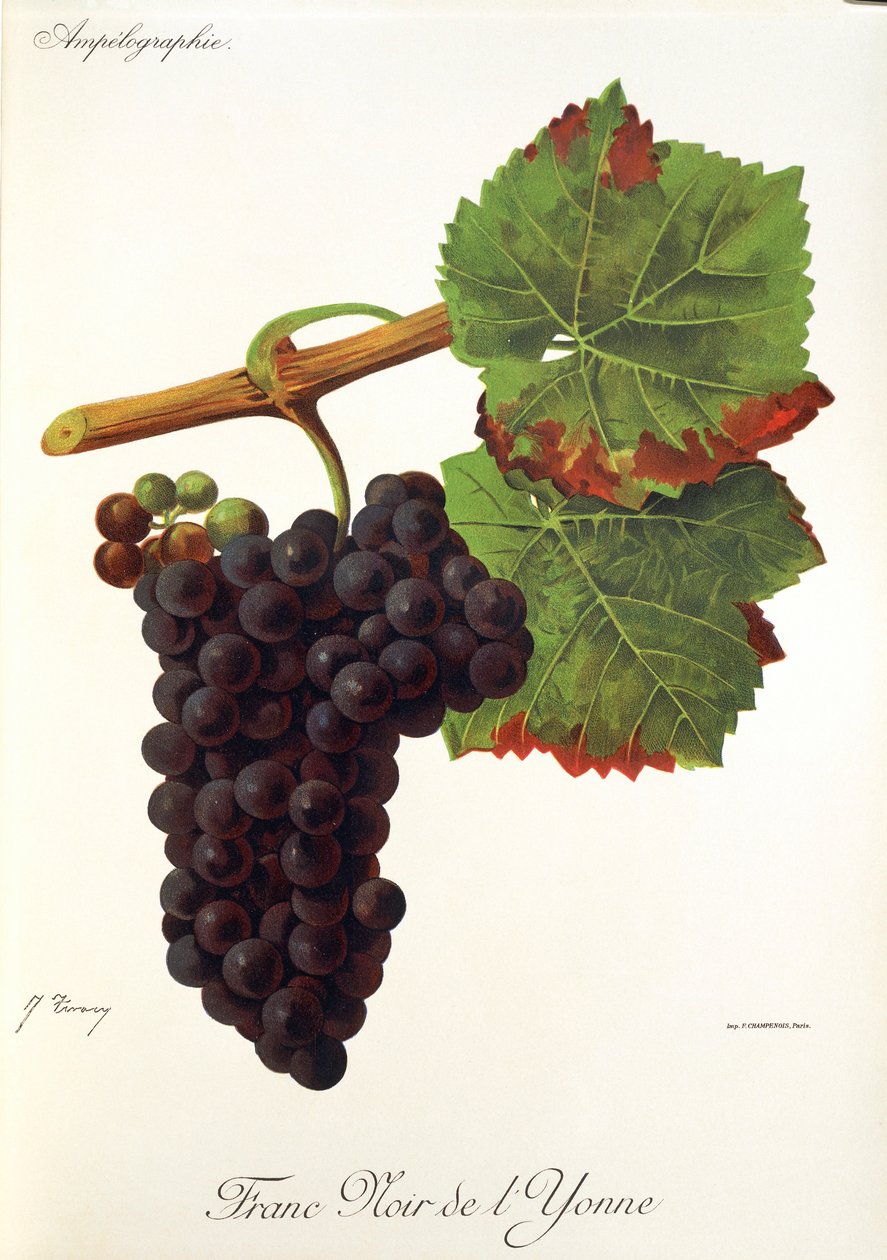 J. Troncy Franc Noir de l
