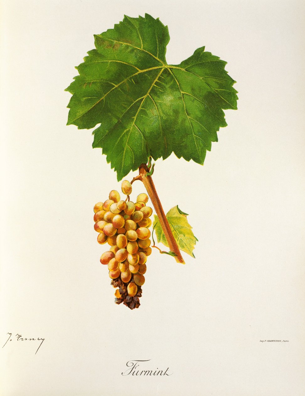Furmint-rypäle, kirjoittanut J. Troncy tekijältä Jules Troncy