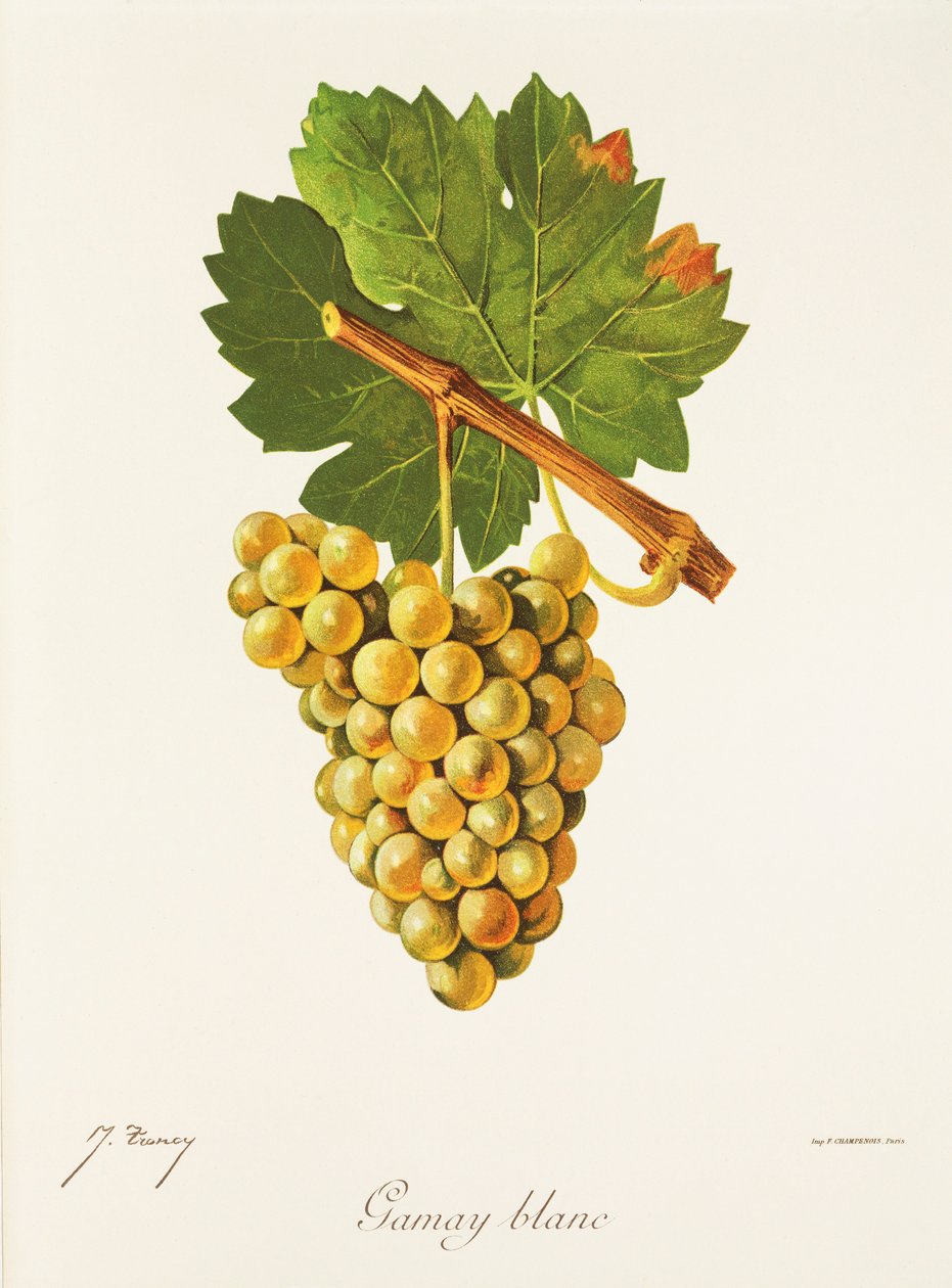 Gamay Blanc -rypäle, kirjoittanut J. Troncy tekijältä Jules Troncy