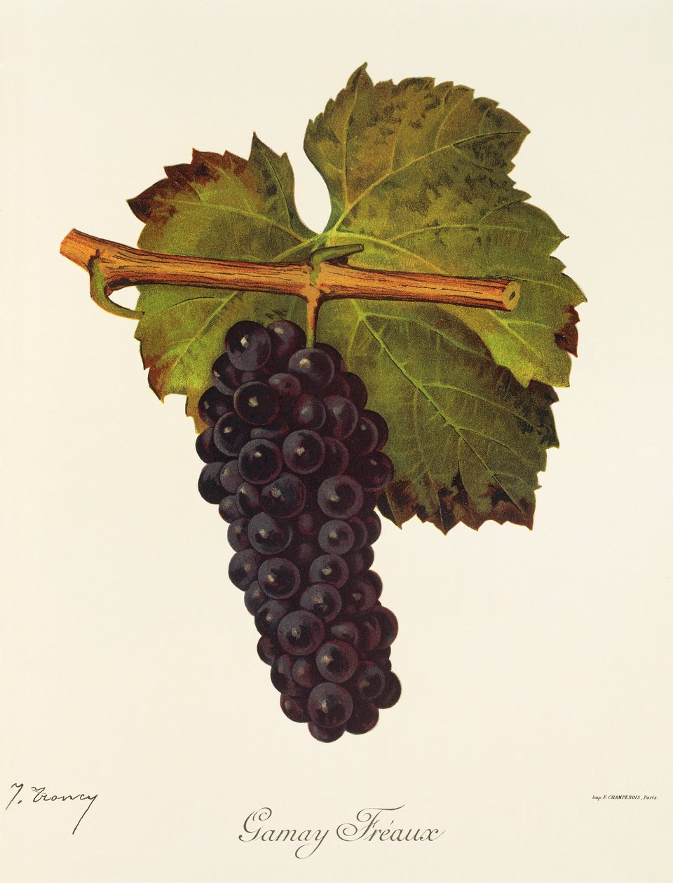 Gamay Freaux -rypäle, kirjoittanut J. Troncy tekijältä Jules Troncy