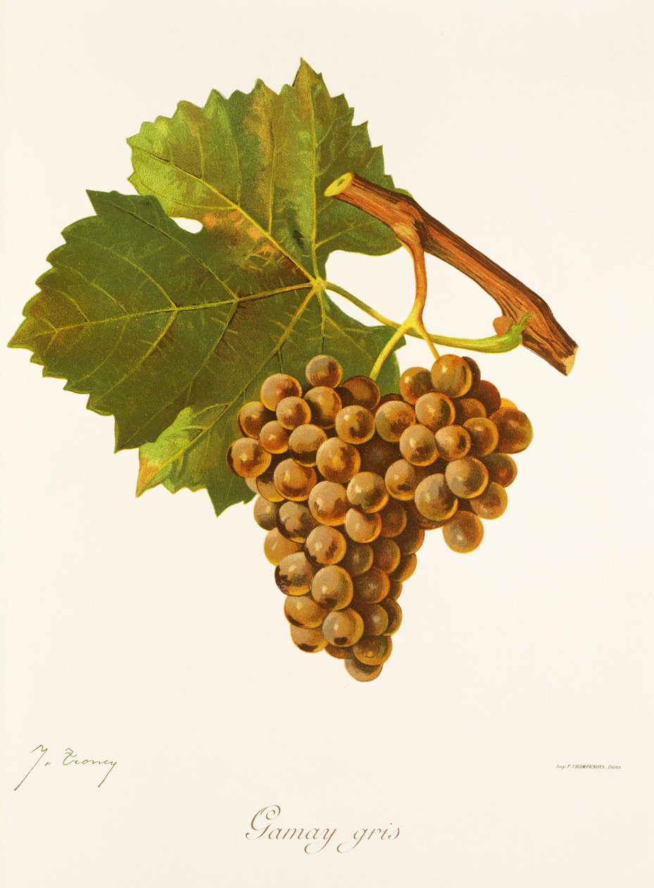 Gamay Gris -rypäle, kirjoittanut J. Troncy tekijältä Jules Troncy