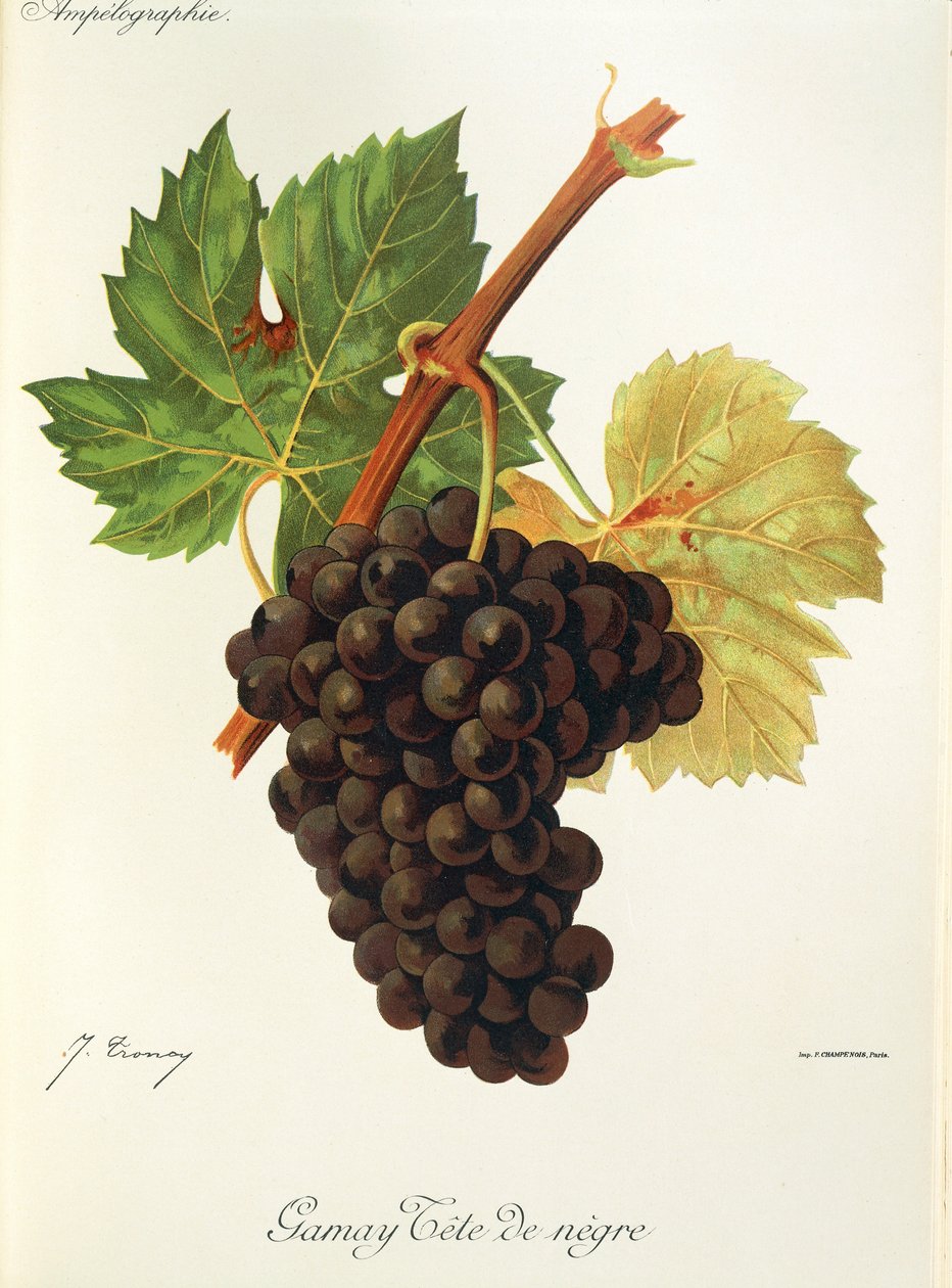 Gamay Tete de Negre -rypäle, kirjoittanut J. Troncy tekijältä Jules Troncy