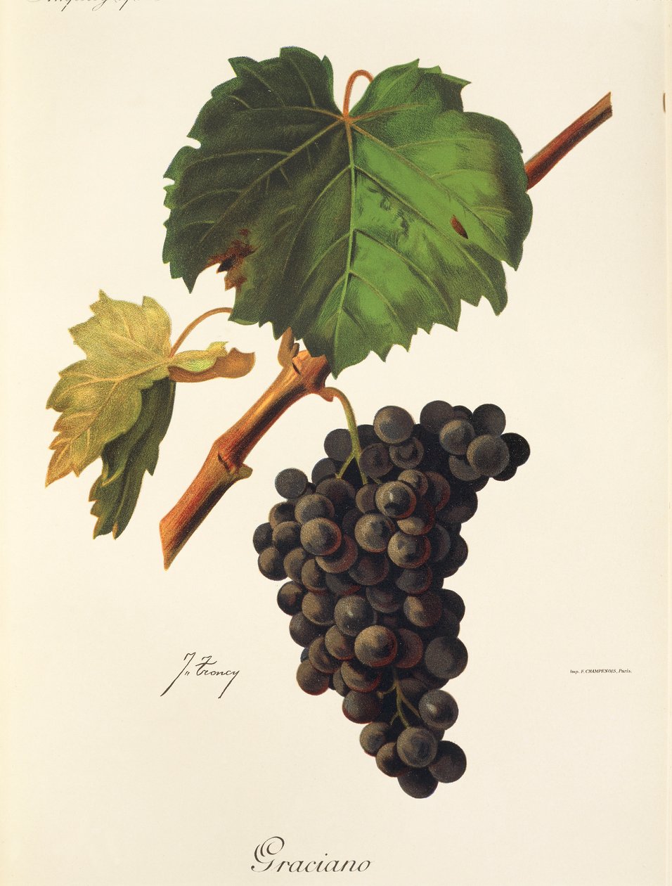 Raïm Graciano de J. Troncyfinnish tekijältä Jules Troncy