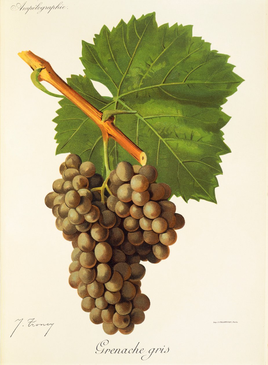 Grenache Gris -rypäle, kirjoittanut J. Troncy tekijältä Jules Troncy