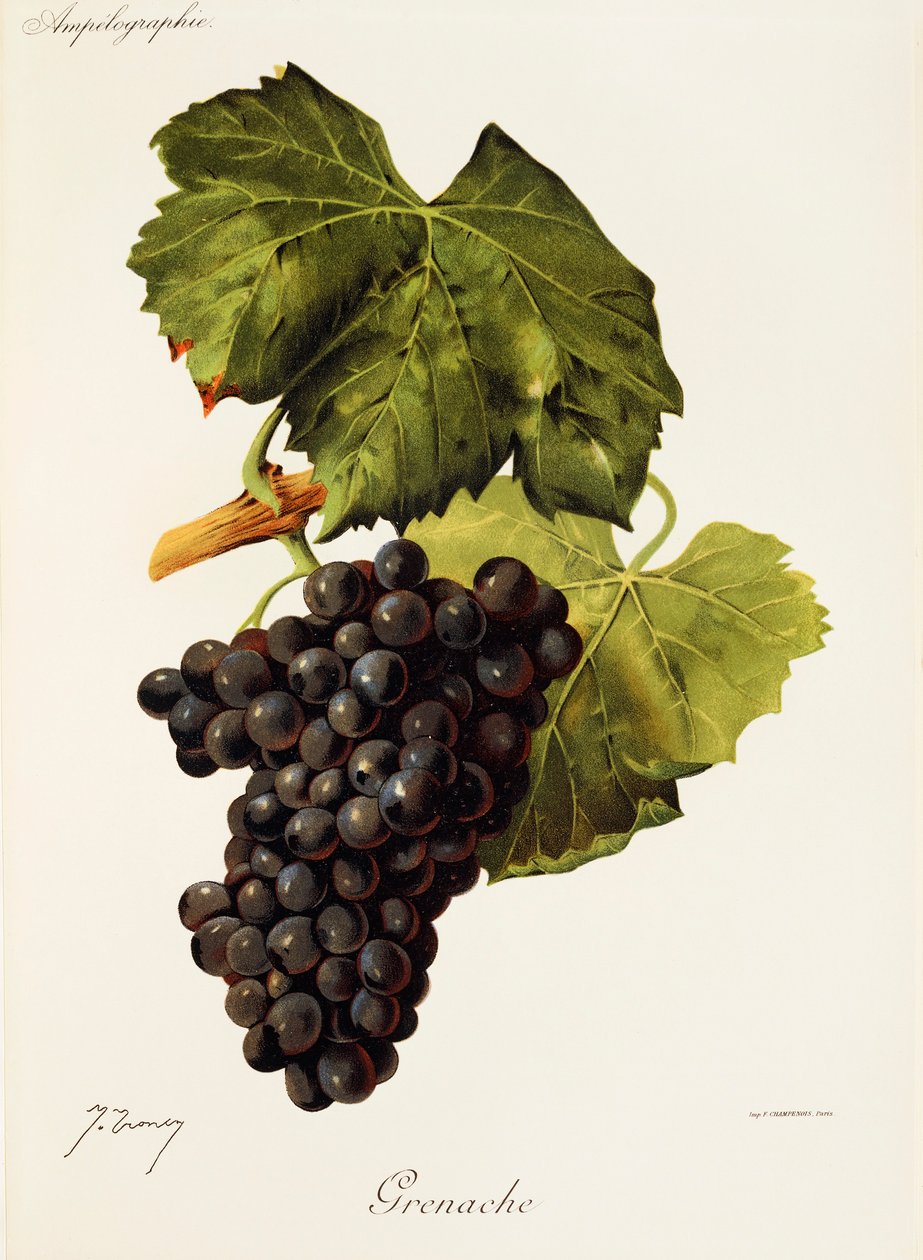 Grenache-rypäle, kirjoittanut J. Troncy tekijältä Jules Troncy
