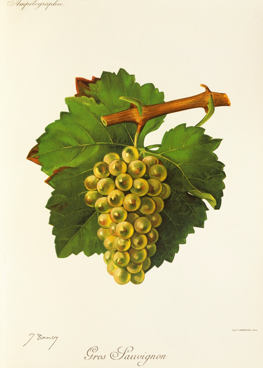 Gros Sauvignon -rypäle, kirjoittanut J. Troncy tekijältä Jules Troncy