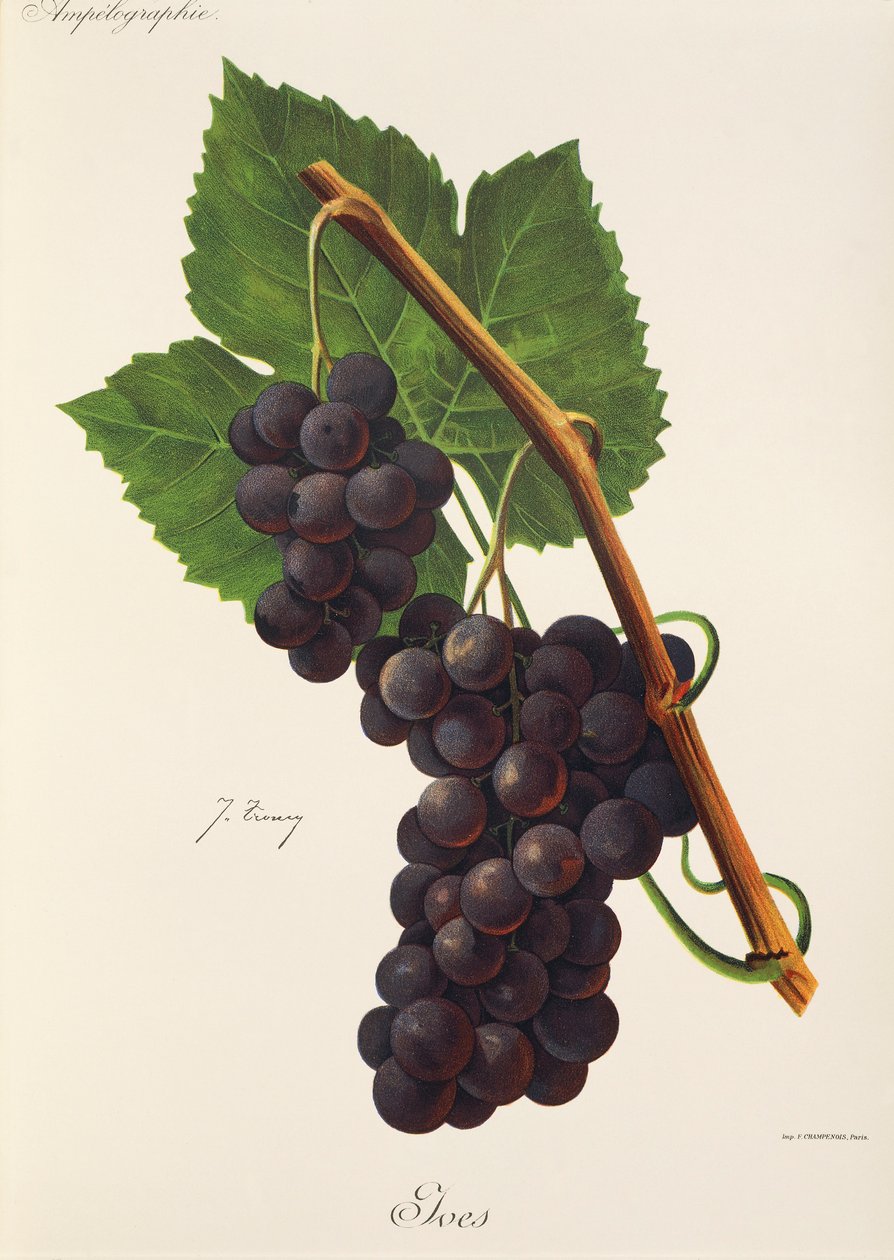 Raïm Ives de J. Troncyfinnish tekijältä Jules Troncy