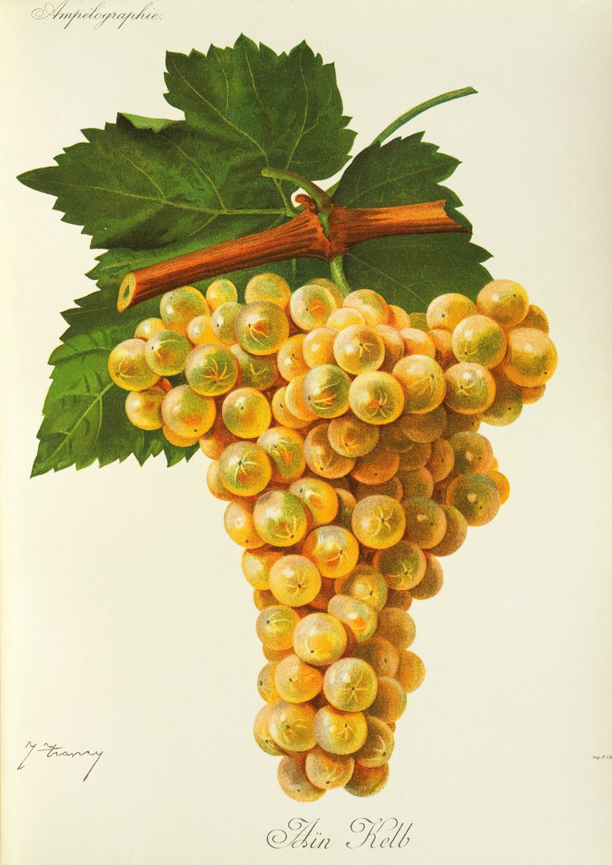 Marsanne-rypäle, kirjoittanut J. Troncy tekijältä Jules Troncy