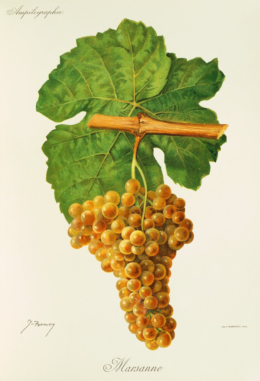 Marsanne-rypäle, kirjoittanut J. Troncy tekijältä Jules Troncy