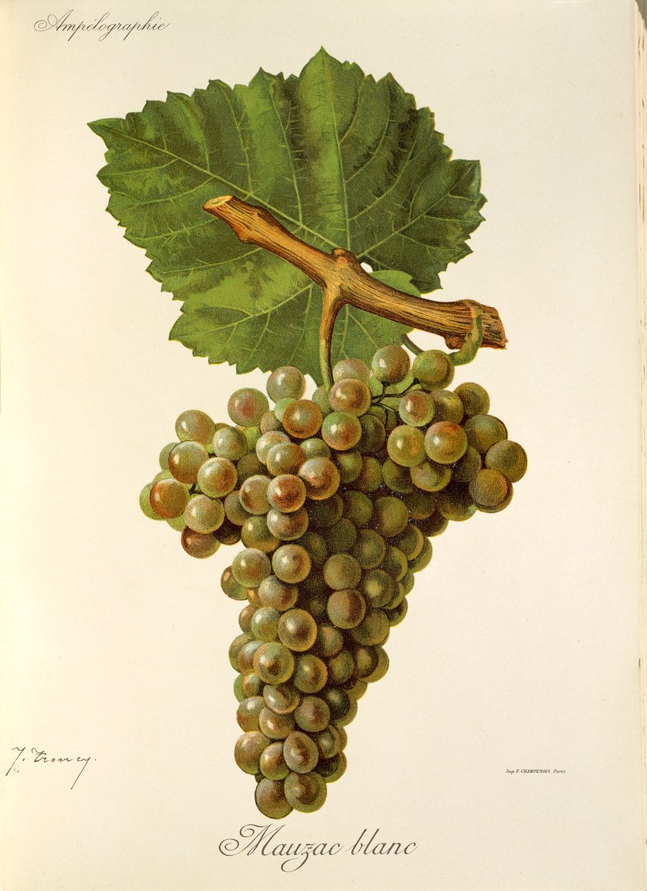Mauzac Blanc -rypäle, kirjoittanut J. Troncy tekijältä Jules Troncy