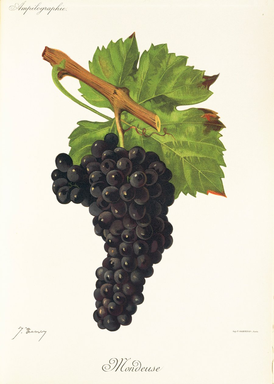 Mondeuse-rypäle, kirjoittanut J. Troncy tekijältä Jules Troncy