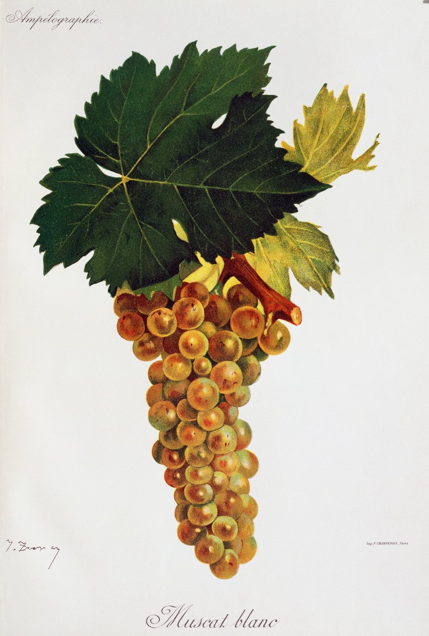 Valkoiset Moscato-rypäleet (Muscat blanc), Jules Troncy Ampelographiesta, Traite general de viticulture (Ampelography, yleinen viininviljelysopimus), osa III, Pierre Viala (1859-1936) ja Victor Vermorel (1848-1927), Pariisi tekijältä Jules Troncy