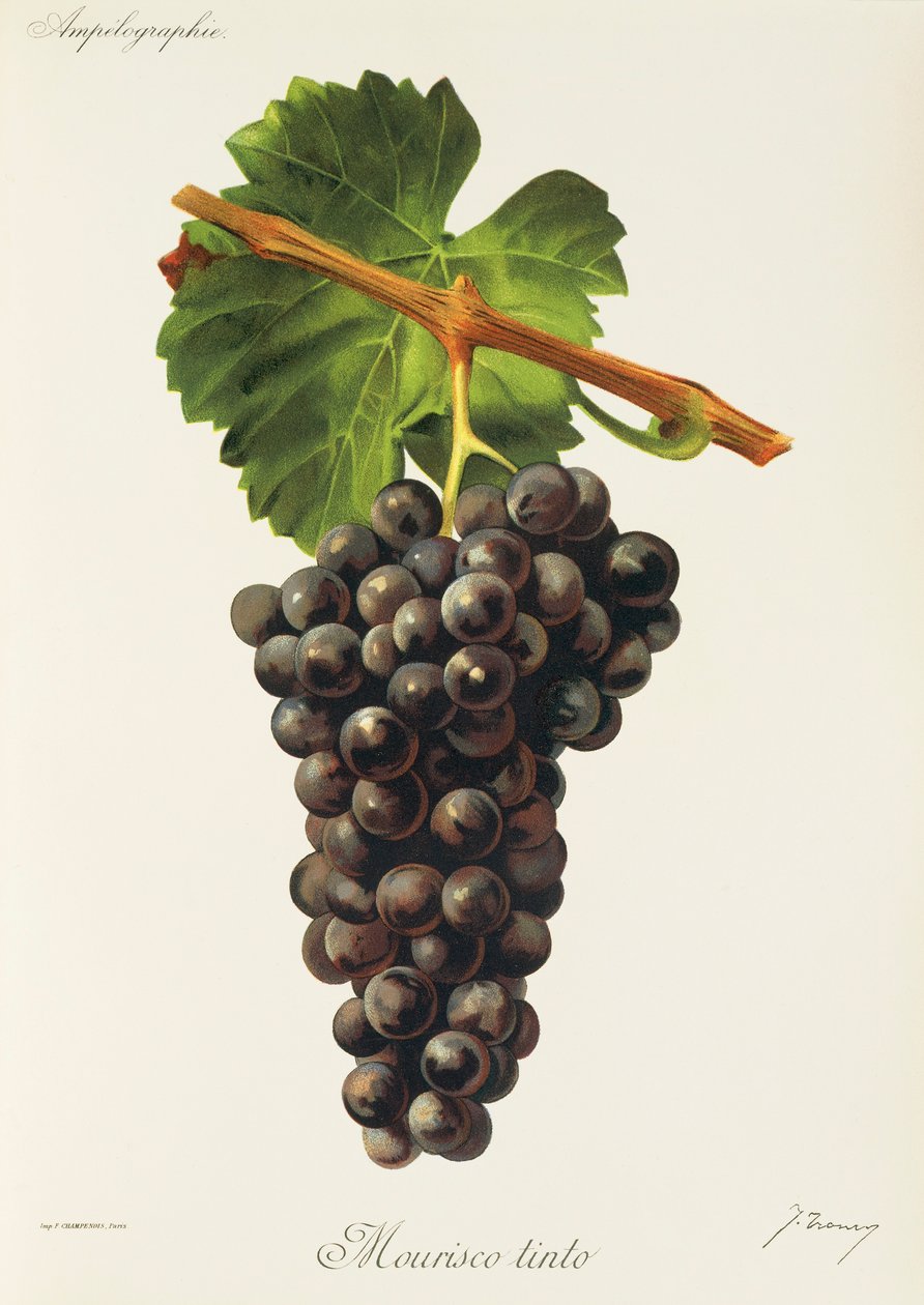 Mourisco Tinto -rypäle, J. Troncy tekijältä Jules Troncy