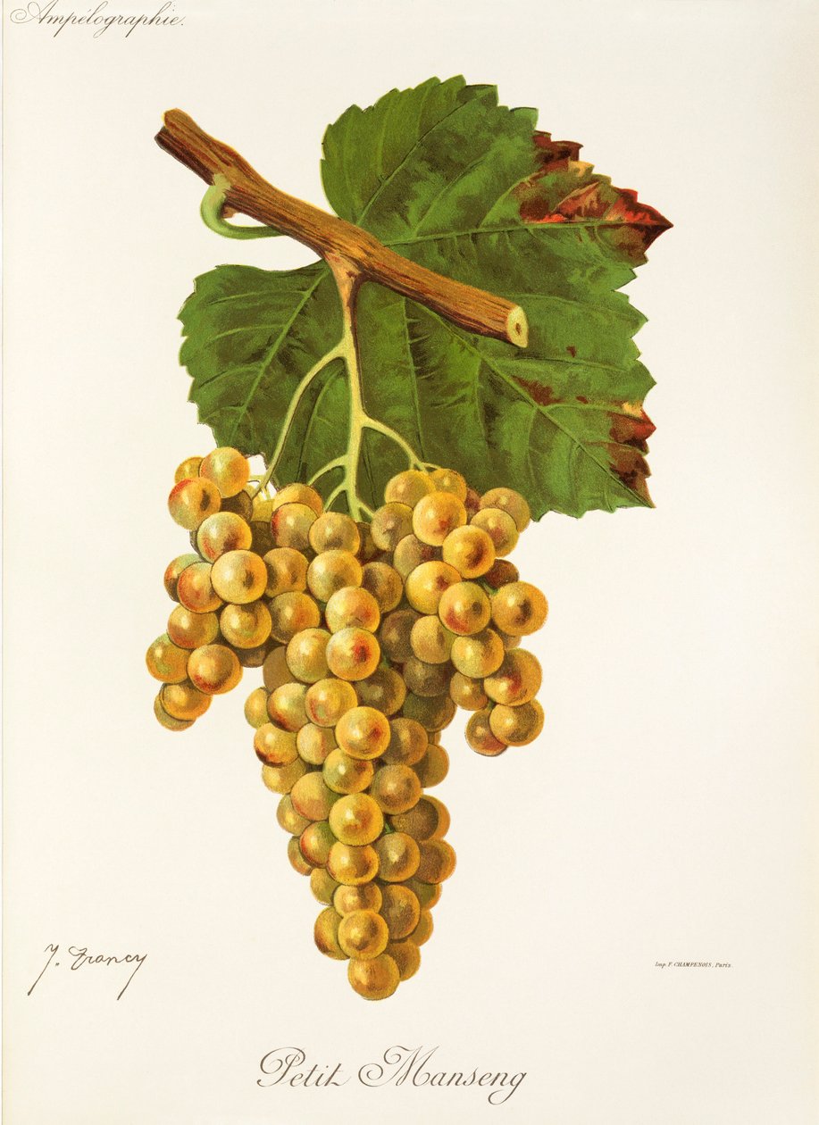Petit Manseng -rypäle, kirjoittanut J. Troncy tekijältä Jules Troncy
