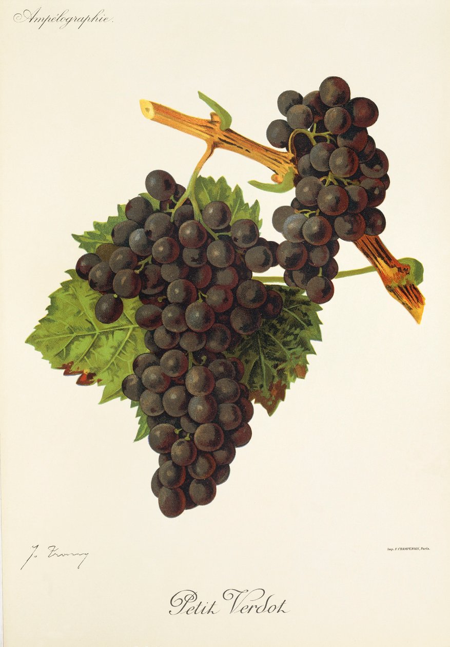 Petit Verdot -rypäle, kirjoittanut J. Troncy tekijältä Jules Troncy