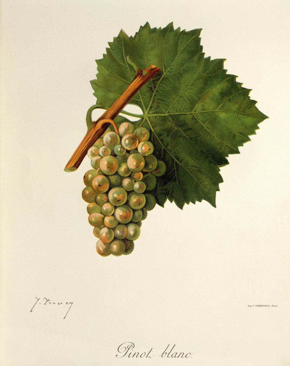 Pinot Blanc -rypäle, kirjoittanut J. Troncy tekijältä Jules Troncy
