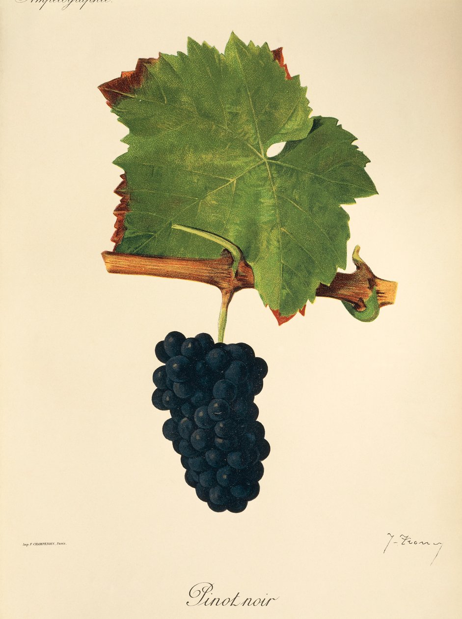 Pinot Noir -rypäle, kirjoittanut J. Troncy tekijältä Jules Troncy