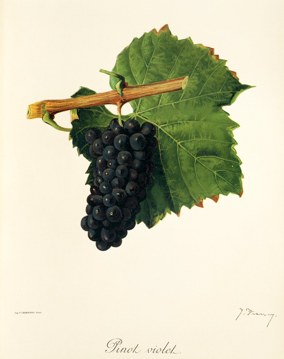 Pinot Violet -rypäle, kirjoittanut J. Troncy tekijältä Jules Troncy
