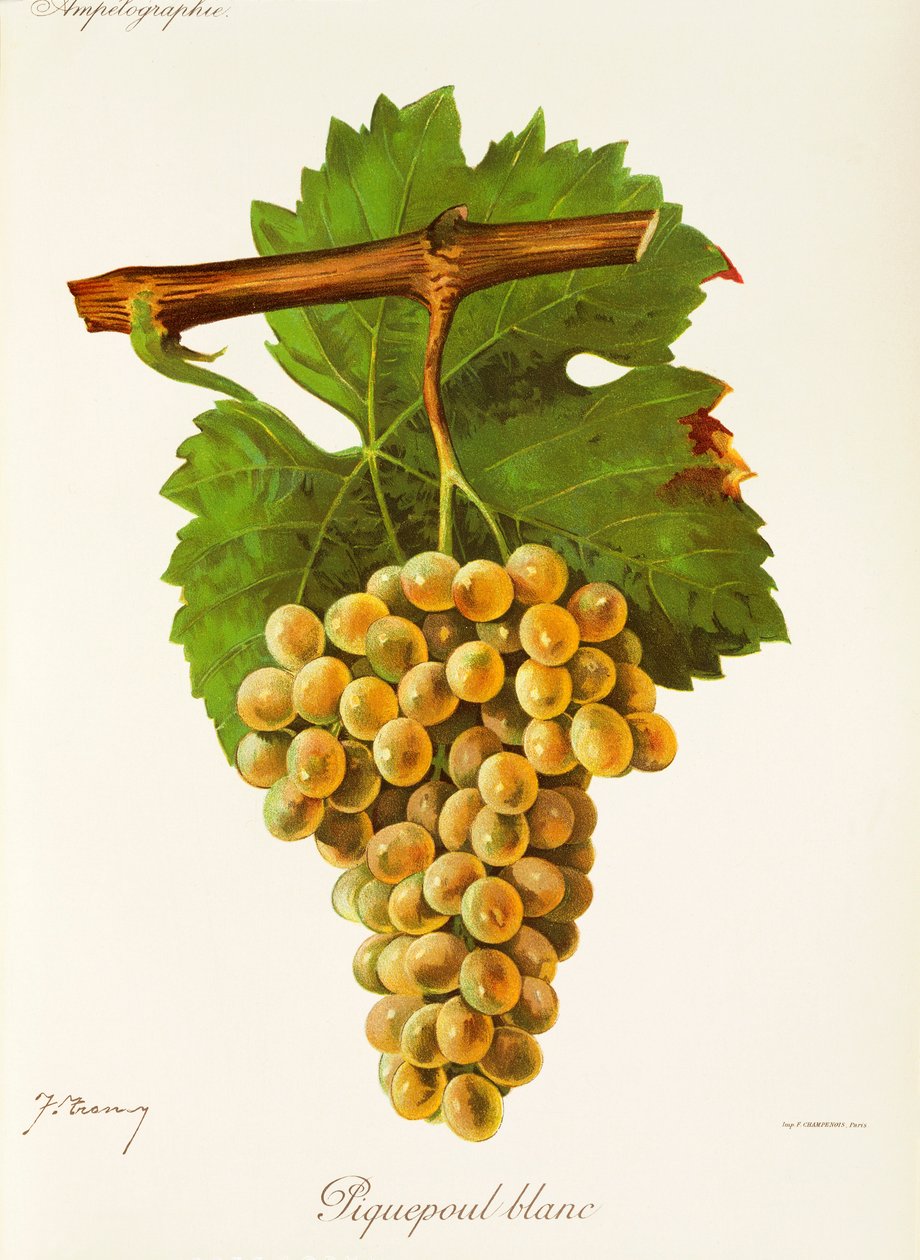 Piquepoul Blanc -rypäle, J. Troncy tekijältä Jules Troncy