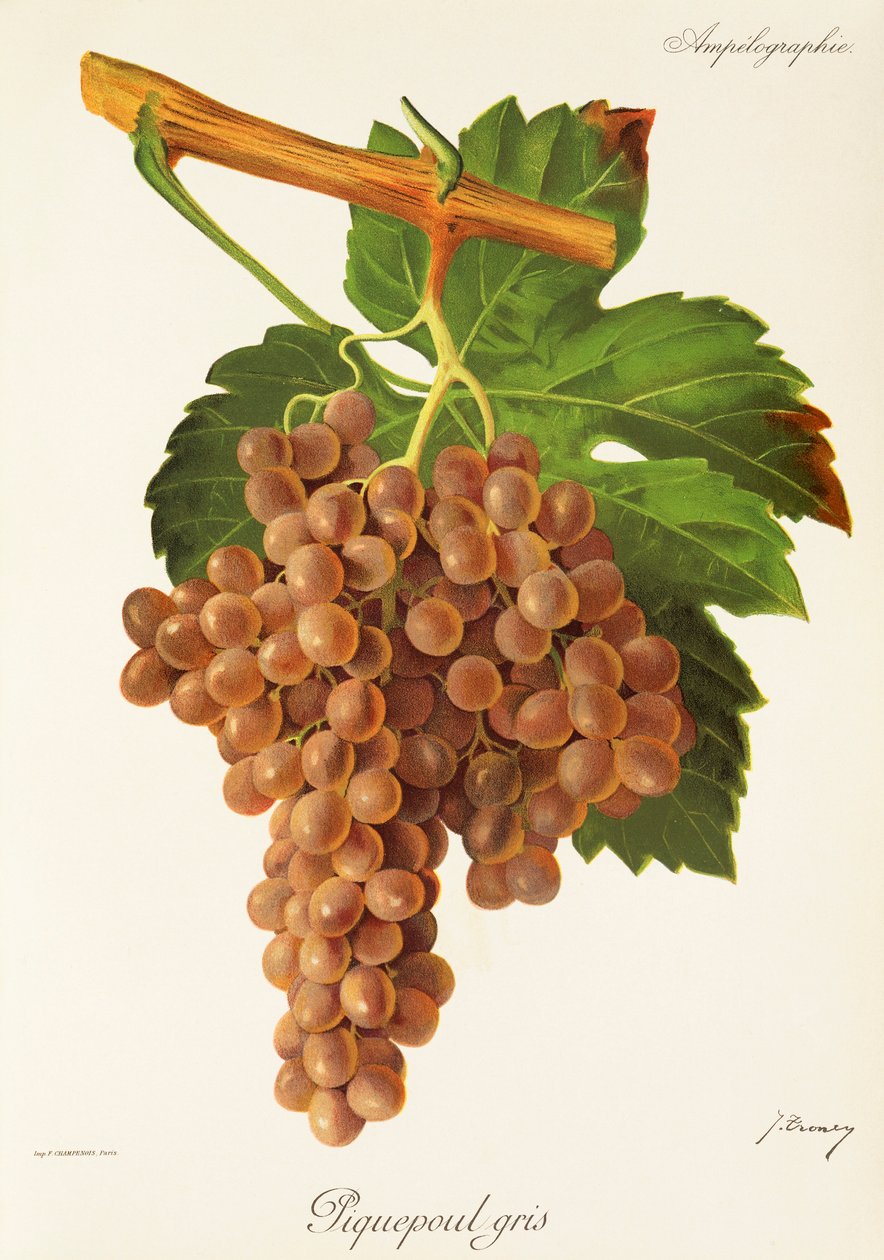 Piquepoul Gris -rypäle, kirjoittanut J. Troncy tekijältä Jules Troncy
