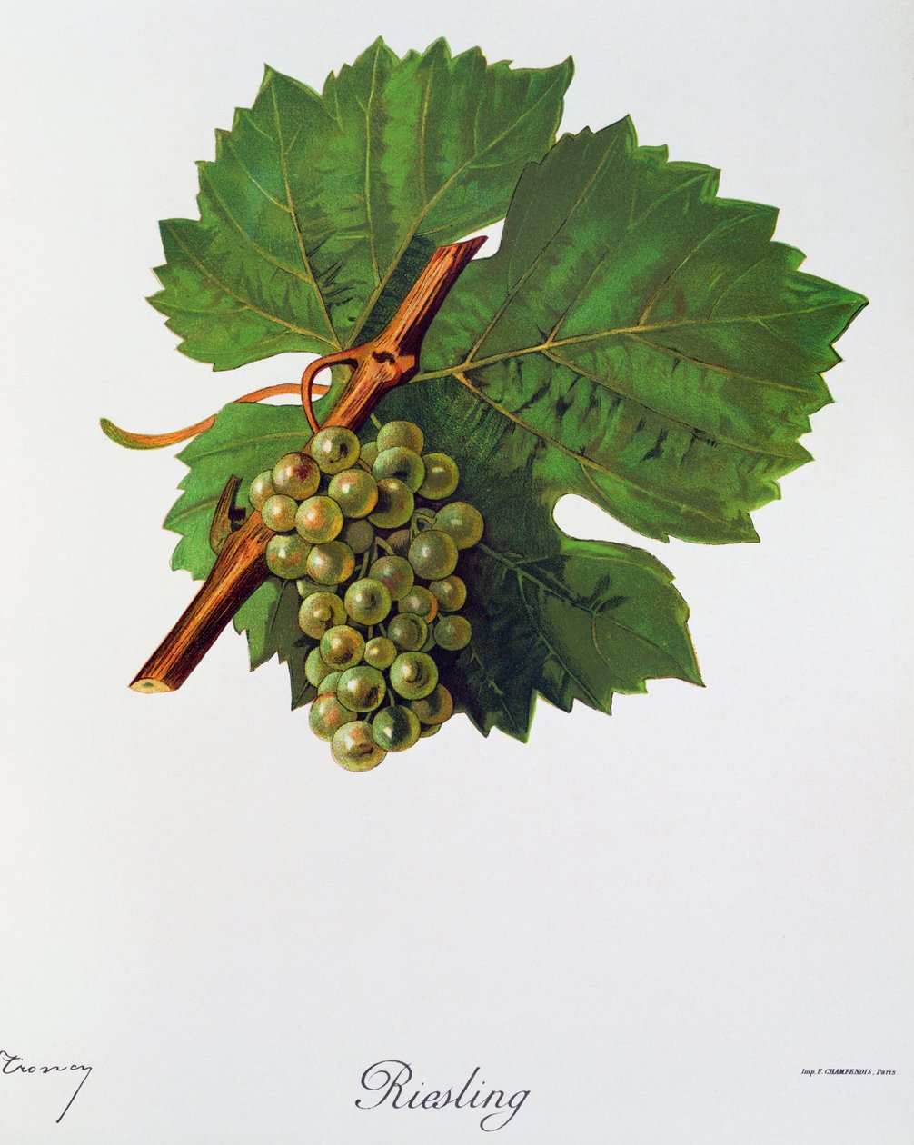 Riesling-rypäleet Jules Troncy, Ampelographie, Traite general de viticulture (ampelografia, yleinen viininviljelysopimus), osa II, Pierre Viala (1859-1936) ja Victor Vermorel (1848-1927), Pariisi tekijältä Jules Troncy