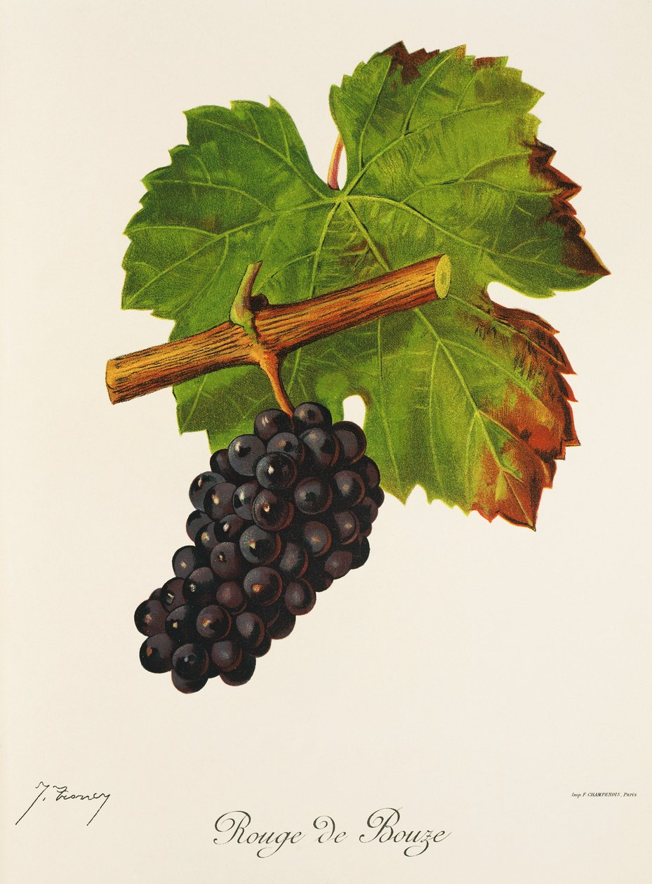 Rouge de Bouze -rypäle, kirjoittanut J. Troncy tekijältä Jules Troncy
