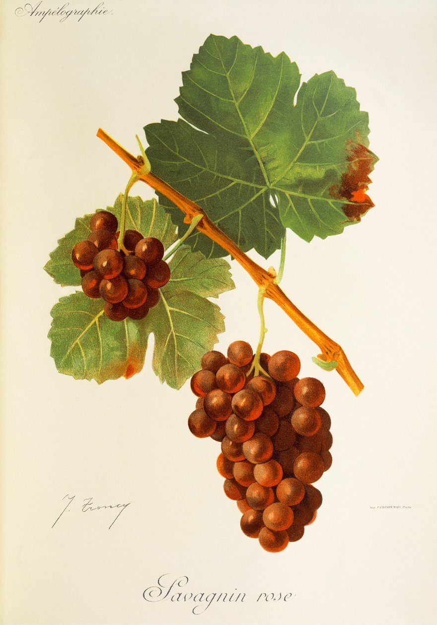 Savagnin Rose -rypäle, kirjoittanut J. Troncy tekijältä Jules Troncy