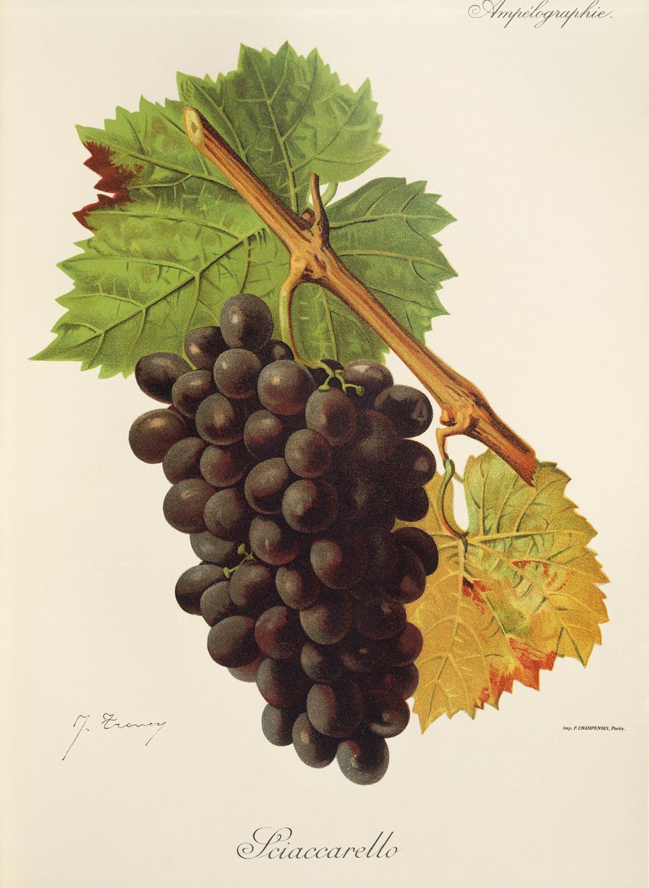 Grape Sciaccarello, J. Troncy tekijältä Jules Troncy
