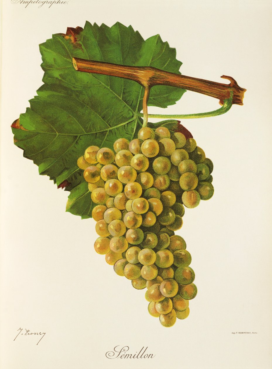 Semillon-rypäle, kirjoittanut J. Troncy tekijältä Jules Troncy